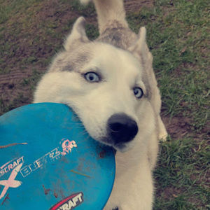 Meet your Posher, Cesar